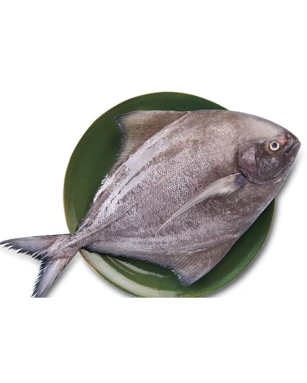 BLACK POMFRET SIZE : 2000-3000 GM