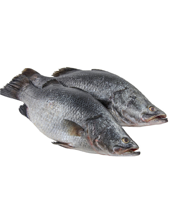 BARRAMUNDI