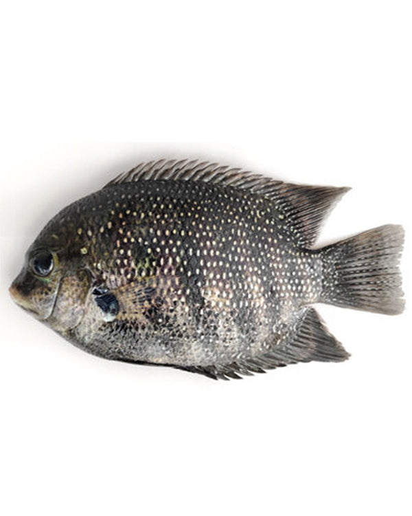 KARMENI FISH