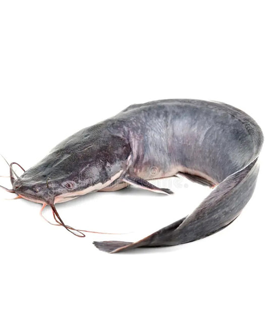 CAT FISH