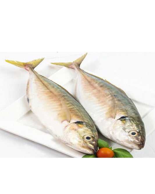 GARFA FISH