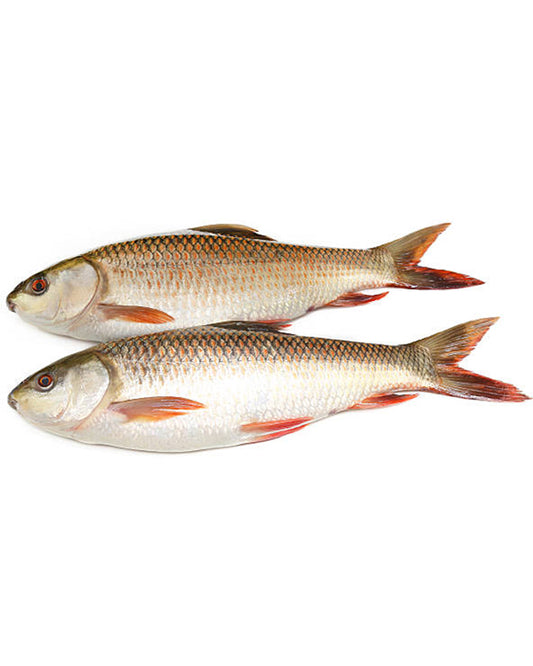 ROHU FISH