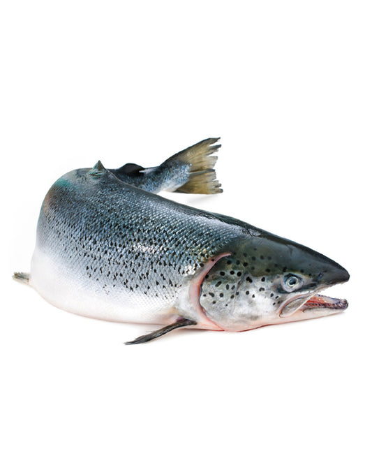 SALMON FISH