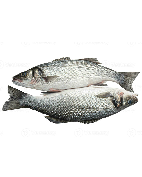 SEA BASS FISH