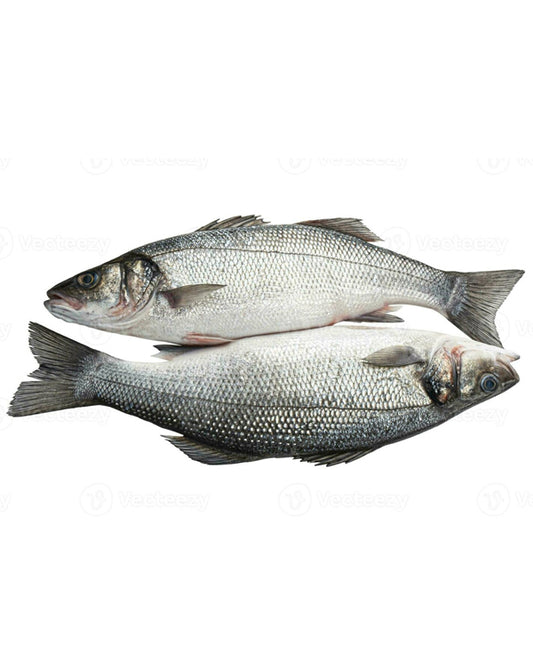 SEA BASS FISH