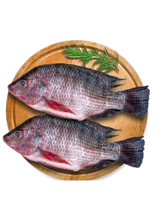 TALAPIA FISH