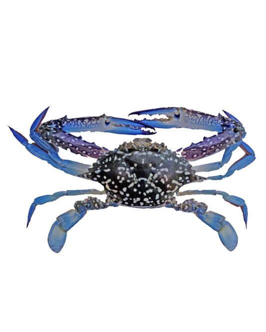 BLUE CRAB