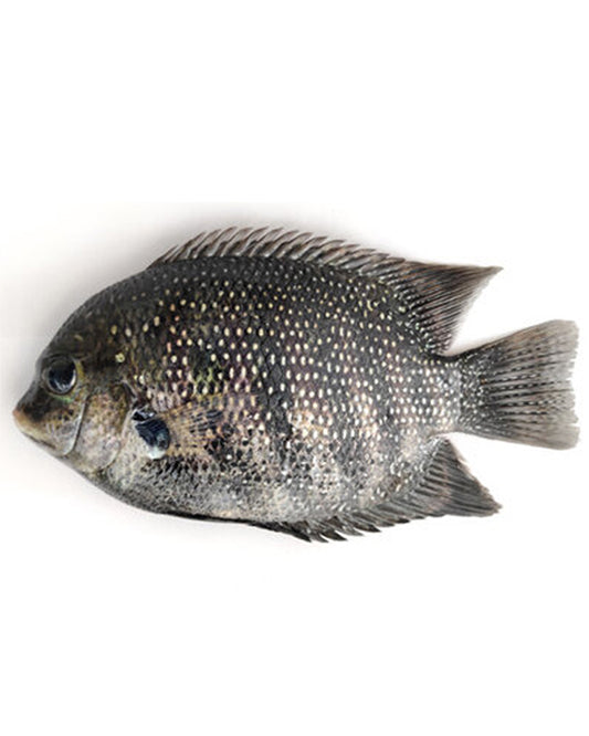 KARMENI FISH