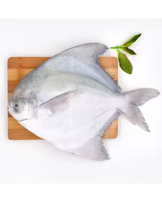 WHITE POMPRET SIZE RANGE: 200-300 GM